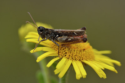 BUITEN BEELD Foto: 302049