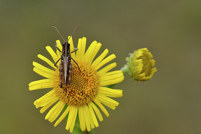 BUITEN BEELD Foto: 302050