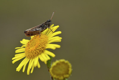BUITEN BEELD Foto: 302051