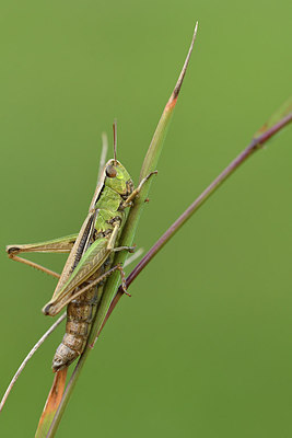 BUITEN BEELD Foto: 302052