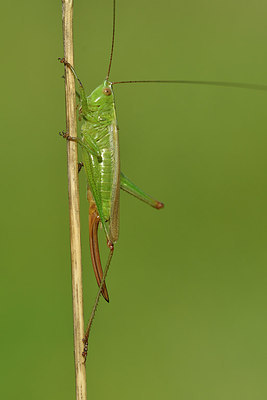 BUITEN BEELD Foto: 302054