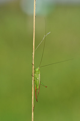 BUITEN BEELD Foto: 302055