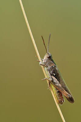 BUITEN BEELD Foto: 302064