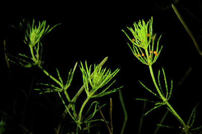 BUITEN BEELD Foto: 302281