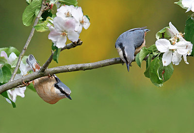 BUITEN BEELD Foto: 302392