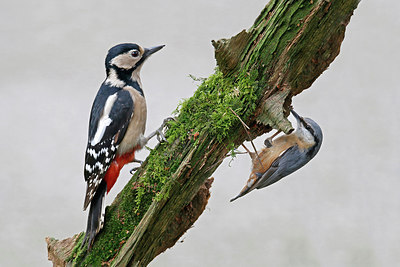 BUITEN BEELD Foto: 302404