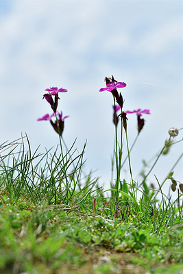 BUITEN BEELD Foto: 302411