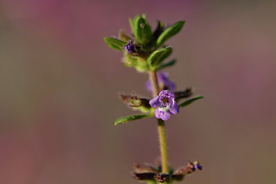 BUITEN BEELD Foto: 302432