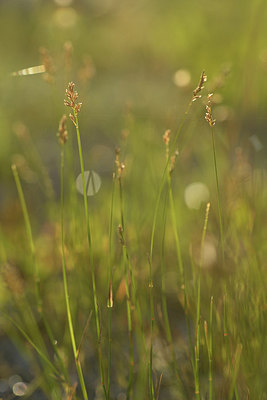 BUITEN BEELD Foto: 302433