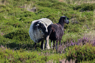 BUITEN BEELD Foto: 302450
