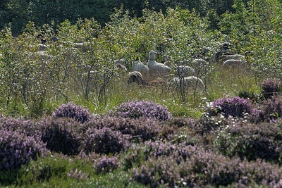 BUITEN BEELD Foto: 302451
