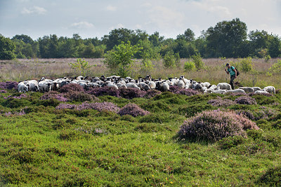 BUITEN BEELD Foto: 302452