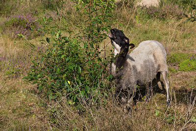 BUITEN BEELD Foto: 302454