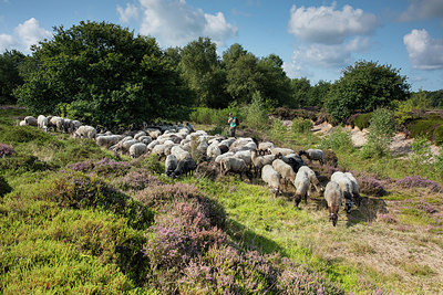 BUITEN BEELD Foto: 302460