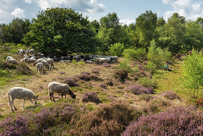 BUITEN BEELD Foto: 302462