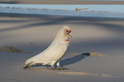 BUITEN BEELD Foto: 302484