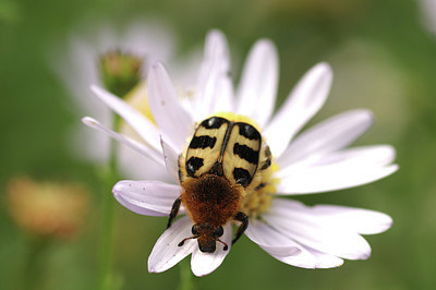 BUITEN BEELD Foto: 302488