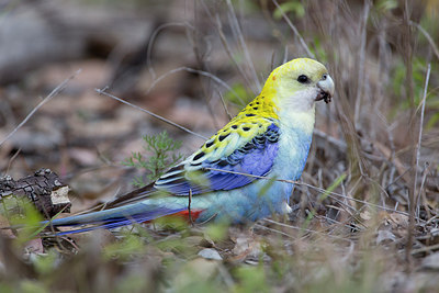 BUITEN BEELD Foto: 302503