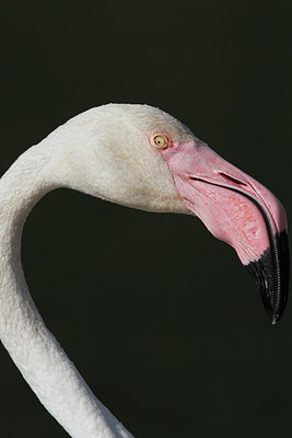BUITEN BEELD Foto: 302557