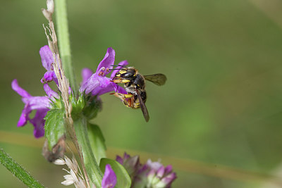 BUITEN BEELD Foto: 302562
