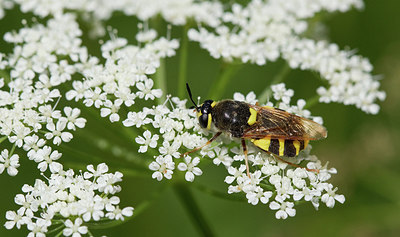 BUITEN BEELD Foto: 302565