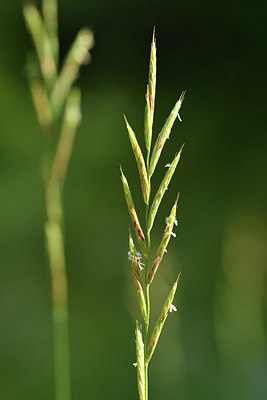 BUITEN BEELD Foto: 302569