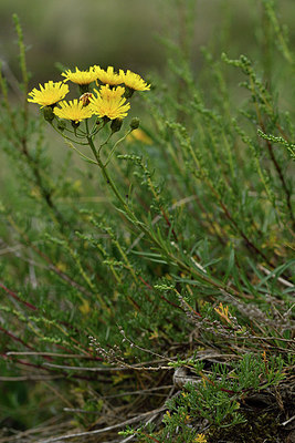 BUITEN BEELD Foto: 302573