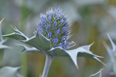 BUITEN BEELD Foto: 302576