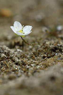 BUITEN BEELD Foto: 302583