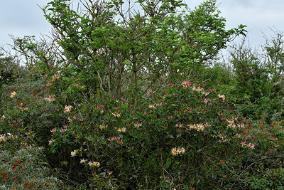 BUITEN BEELD Foto: 302596
