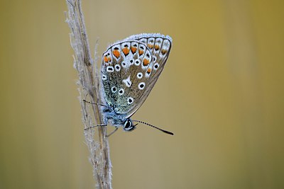BUITEN BEELD Foto: 302626