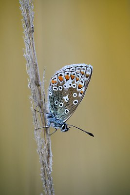 BUITEN BEELD Foto: 302627