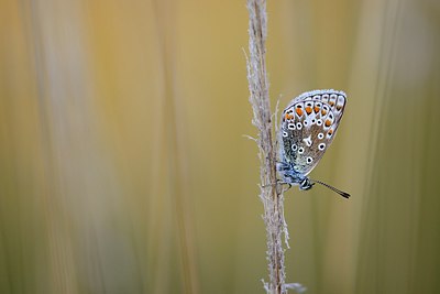 BUITEN BEELD Foto: 302628