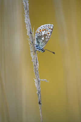 BUITEN BEELD Foto: 302629