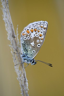 BUITEN BEELD Foto: 302630