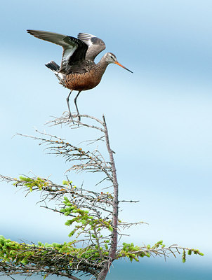 BUITEN BEELD Foto: 302632