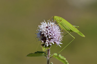 BUITEN BEELD Foto: 302638