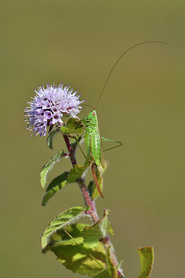 BUITEN BEELD Foto: 302641