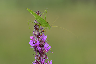 BUITEN BEELD Foto: 302643