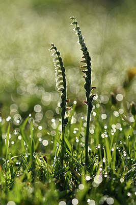 BUITEN BEELD Foto: 302658