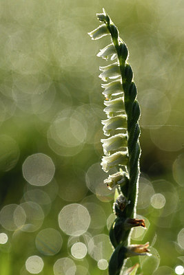 BUITEN BEELD Foto: 302659