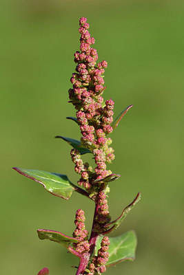 BUITEN BEELD Foto: 302662