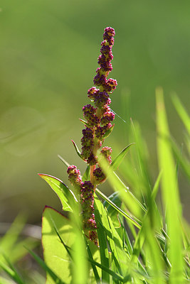 BUITEN BEELD Foto: 302664