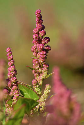 BUITEN BEELD Foto: 302671