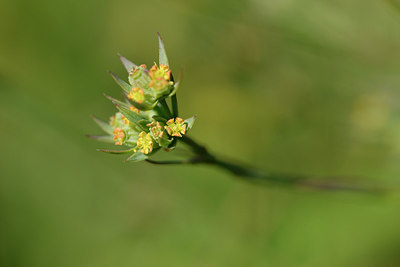BUITEN BEELD Foto: 302673