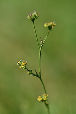 BUITEN BEELD Foto: 302675