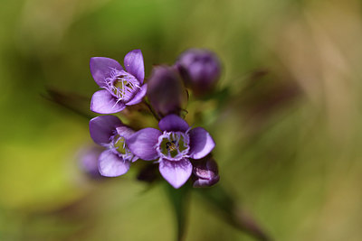 BUITEN BEELD Foto: 302689