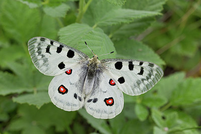 BUITEN BEELD Foto: 302703