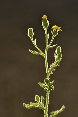 BUITEN BEELD Foto: 302737