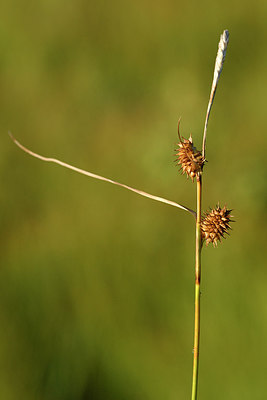 BUITEN BEELD Foto: 302739